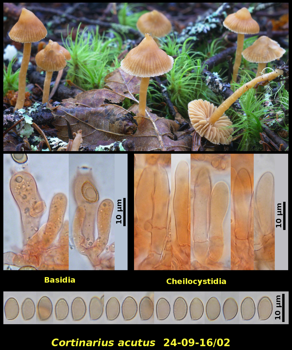 Picture of <i>Cortinarius acutus</i>